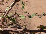 Jatropha parvifolia PV2520 Archers Post GPS181 Kenya 2012_PV1320.jpg